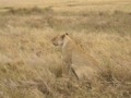 Yawning Lion Serengeti NP